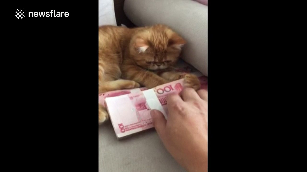 Cash-hungry cat guards money from would-be thieves