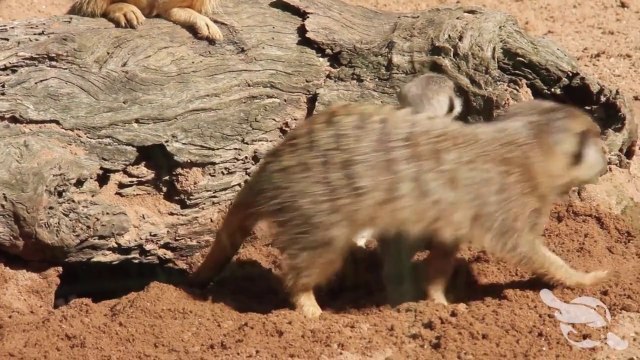 Premiers pas de bébés suricates