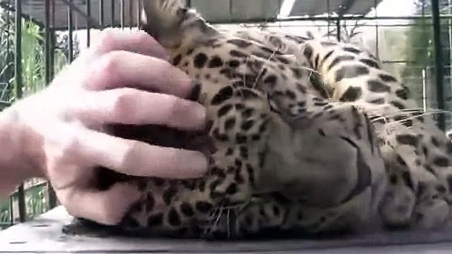 Funny videos about animals They love us Смешные видео про животных Они нас любят