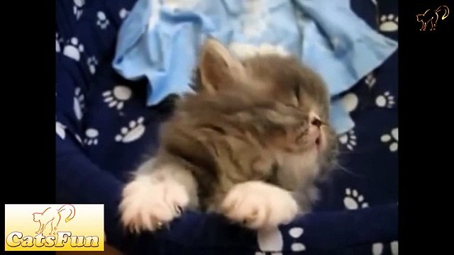 Весёлые коты и кошки вместе с котятами