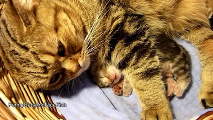 Котята ростут Животные