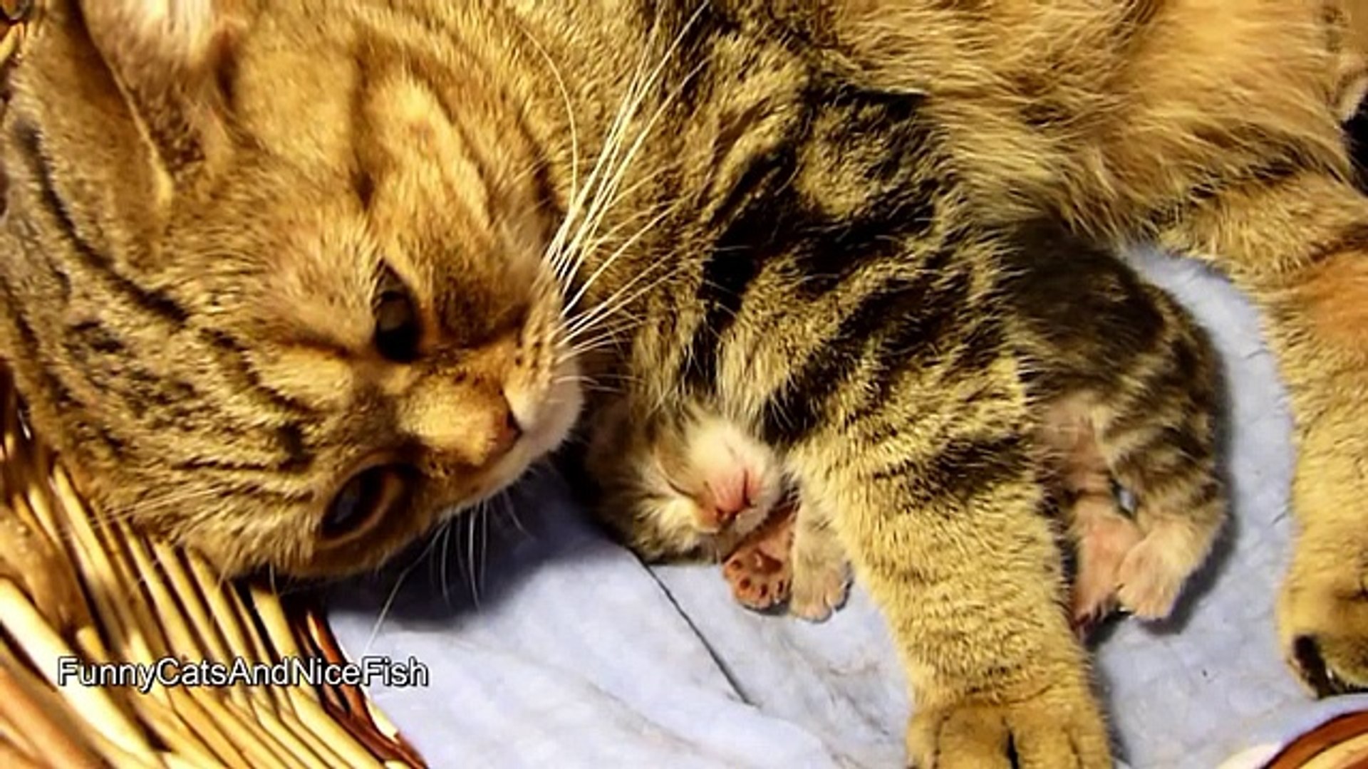 ⁣Котята ростут Животные