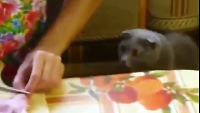 Британский вислоухий котик хочет мяса