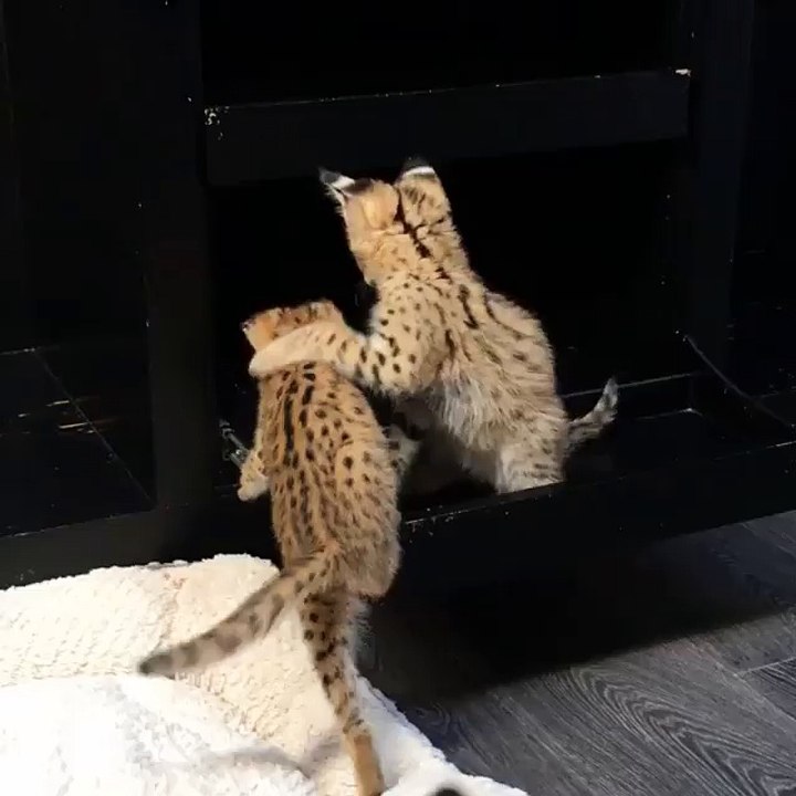 Serval kittens at play...