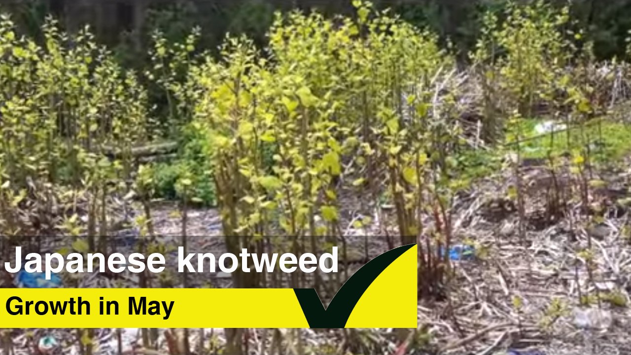 Japanese Knotweed in May