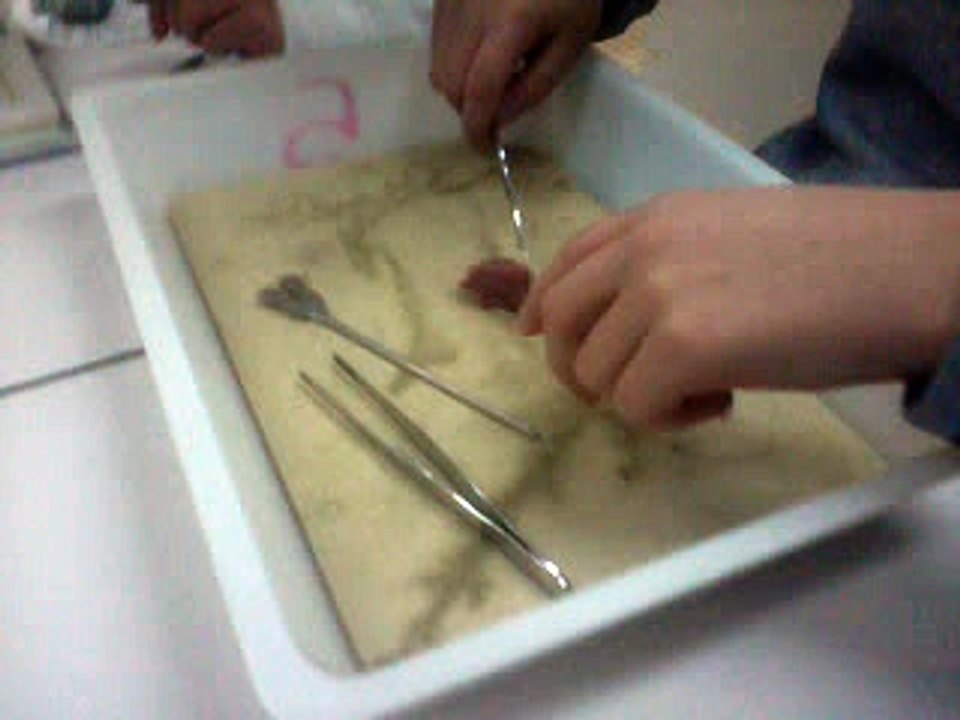 Dissection d'un cœur de poulet