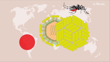 Tout comprendre du virus Zika en 4 minutes