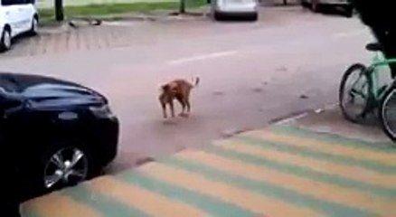 И я подумал, что видел в этом мире всё..