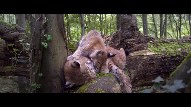 Les Saisons de Jacques Cluzaud & Jacques Perrin - Bande-annonce