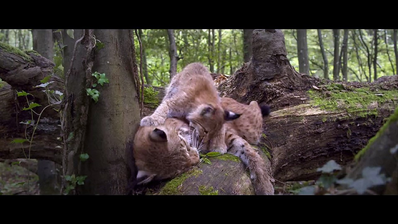 Les Saisons de Jacques Cluzaud & Jacques Perrin - Bande-annonce