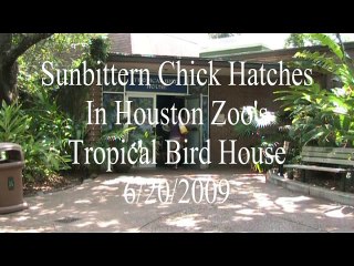 Sunbittern Chick Hatched At Houston Zoo