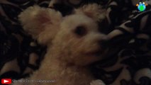 Funny dog, funny animals, perro gracioso, cachorro engraçado. Cute puppy  / TheirOwnChannel