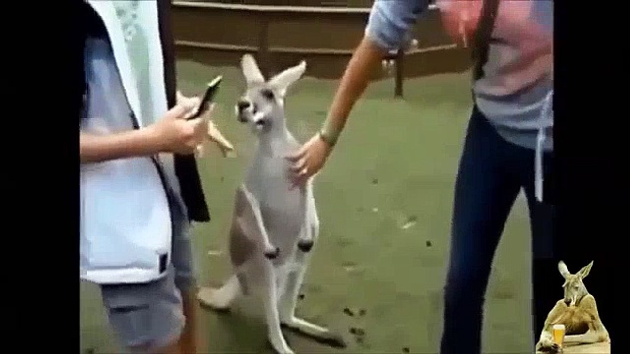 Unexpected Extreme XXX Fail Compilation     Funny animals    Lucky people