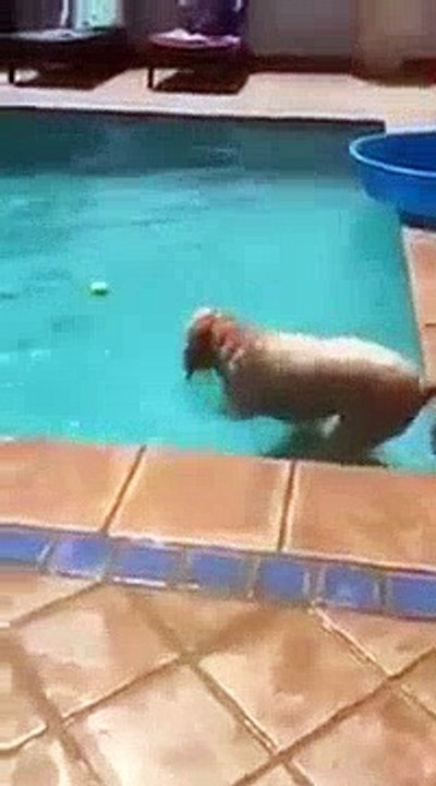 Funny animal videos