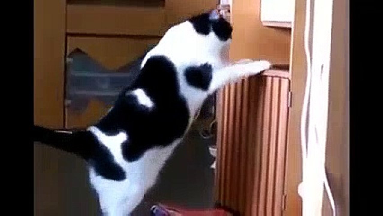 so funny video   must see