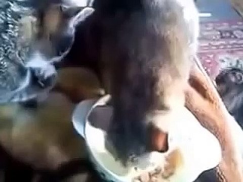 ДВА КОТА и одна миска!