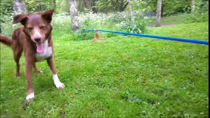 Acrobatic Dog, Handstand on Rope
