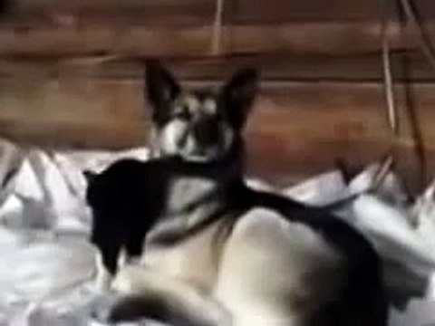 дружба СОБАКИ и КОТА!