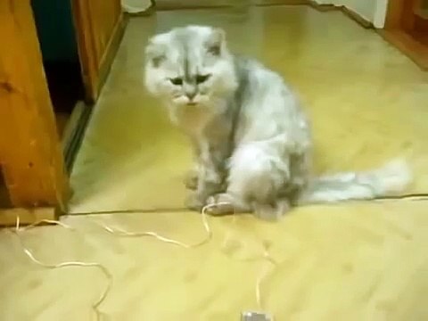 звонок для кота!
