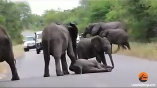 Elephant Fall On The Street, Elephant Help Their Little