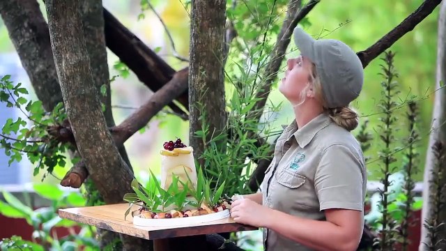 Красная панда отмечает День рождения