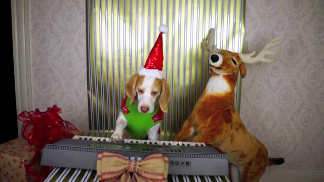 Собака играет на синтезаторе