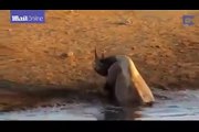 ‫#‏فيديو‬ شاهد... أنثى وحيد القرن تتغلب على 3 أسود جائعة!
