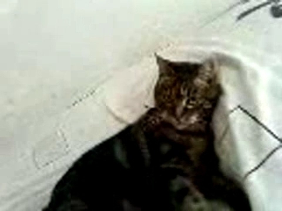 Chat boxeur