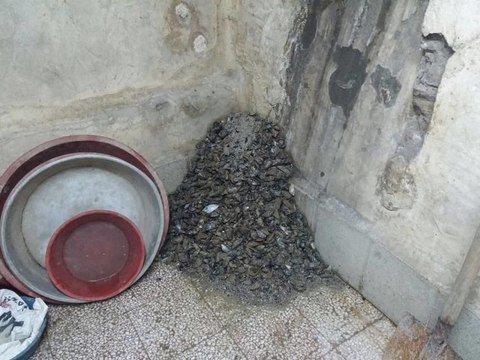 Beyoğlu'nda mide bulandıran midye operasyonu