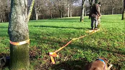 Amazing Dog-Tight Rope Walk  Training