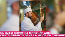 Un imam ouvre sa mosquée aux chats errants dans la neige en Turquie ! L'histoire dans la minute chat #122