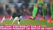 Un chat s'introduit sur le terrain pendant un match de foot ! Le moment insolite dans la minute chat #123