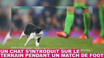 Un chat s'introduit sur le terrain pendant un match de foot ! Le moment insolite dans la minute chat #123