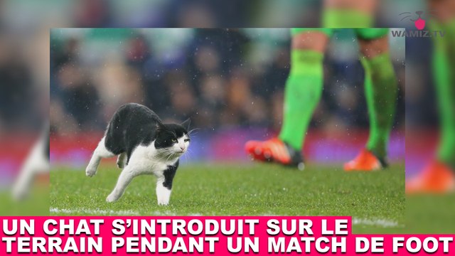 Un chat s'introduit sur le terrain pendant un match de foot ! Le moment insolite dans la minute chat #123