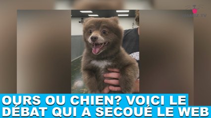 Ours ou chien? Voici le débat qui a secoué le web ! On en parle dans la minute chien #122