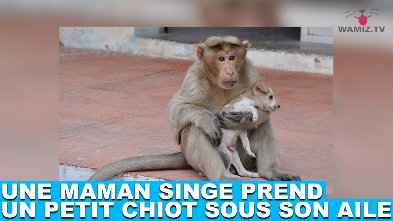 Une maman singe prend un petit chiot sous son aile ! L'incroyable histoire dans la minute chien #124