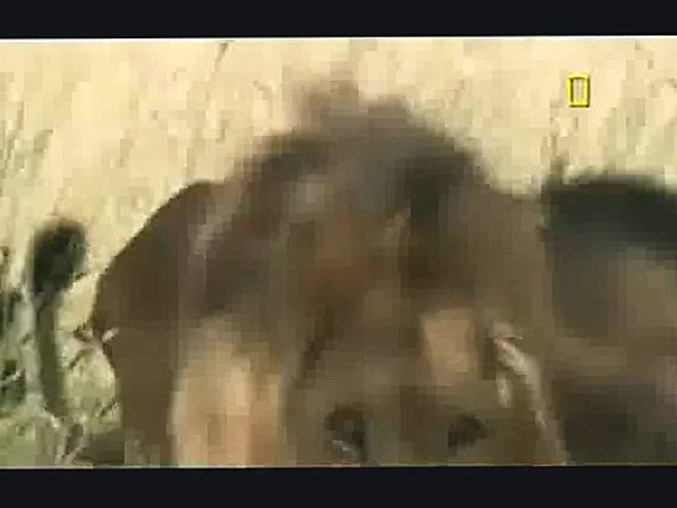 3 Lions attacking 1 Male Lion - Exclusive Documentary
