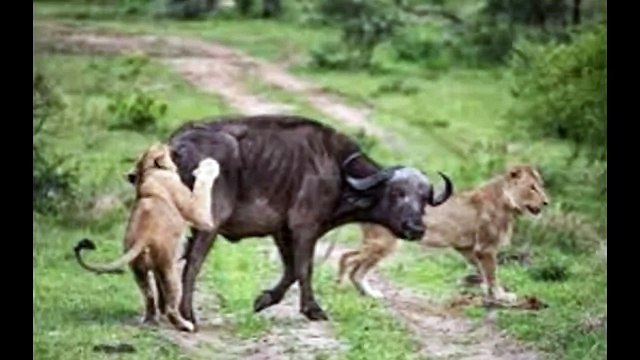 Male Lion's Hunt Lions attack and Kill Buffalo Cow & Newborn Ca
