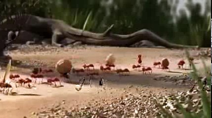 animated animal cleverly