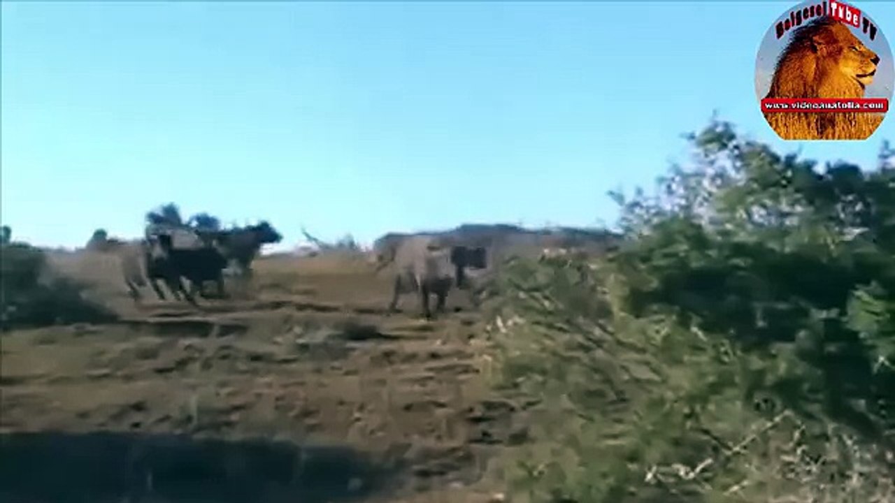 male lions hunt two buffalo at the same time