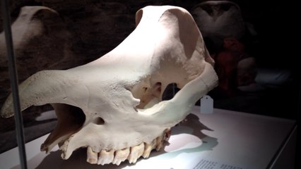 Exposition d'un nouveau crâne de rhinocéros au Muséum