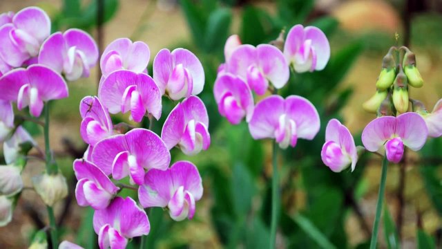 Top 10 Most Pleasant Smelling Flowers
