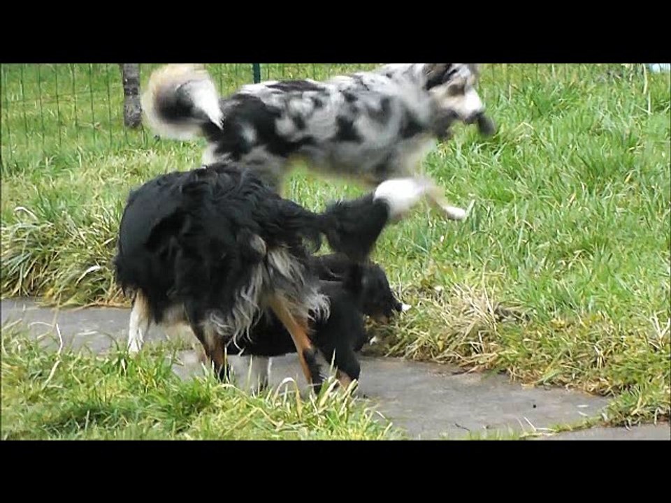 chiots HeavenXSkipper 6 semaines vidéo en extérieur