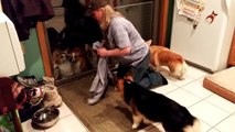 Cute dogs in line to clean paws... So funny pets