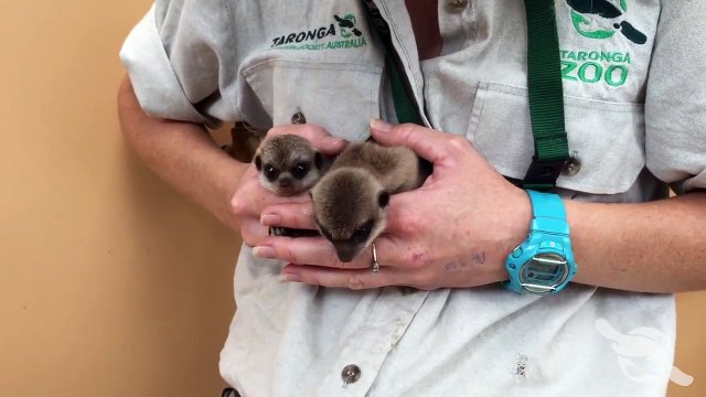 2 bébés suricates font leur première sortie. Adorable