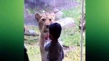 Animals Try To Attack Kids at the zoo - Funny Animals Videos 2016 (Funny Videos 720p)