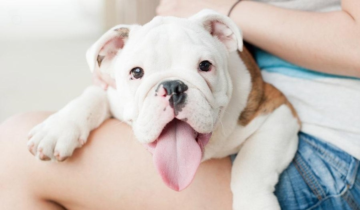 Bulldogs Are Awesome- Compilation