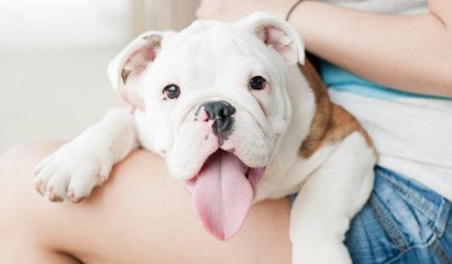 Bulldogs Are Awesome- Compilation