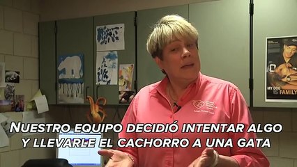 Gata conmovió las redes sociales al adoptar un cachorro