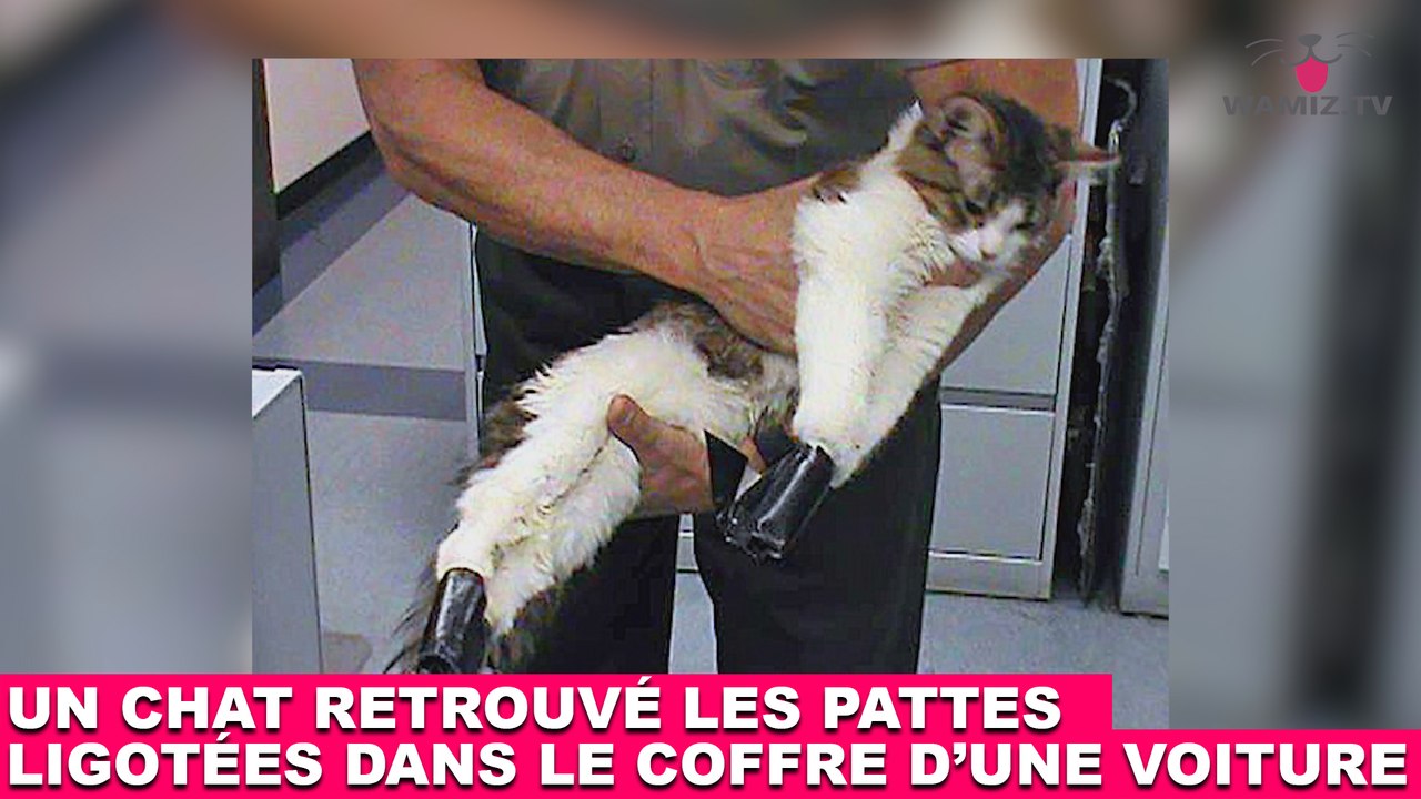 Un chat retrouvé les pattes ligotées dans le coffre d'un voiture... Une triste découverte dans la minute chat #124